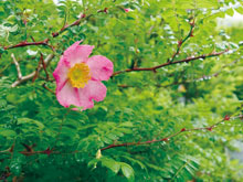 サンショウバラ(山椒薔薇) 6月上-6月中